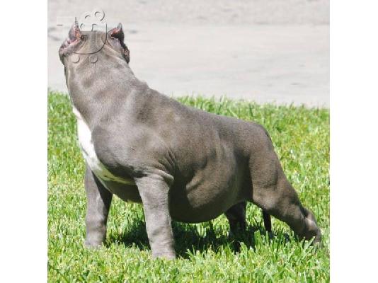 AMERICAN PIT BULL TERRIER PUPPY για υιοθεσία
